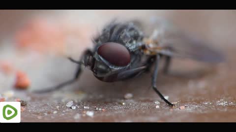 The Fly - Macro Videography