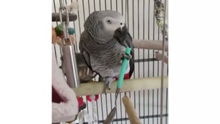 parrot balancing with a spoon