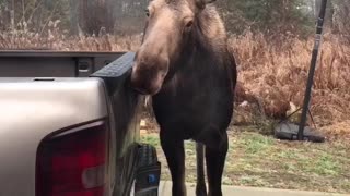 Moose Gives Complimentary Car Wash