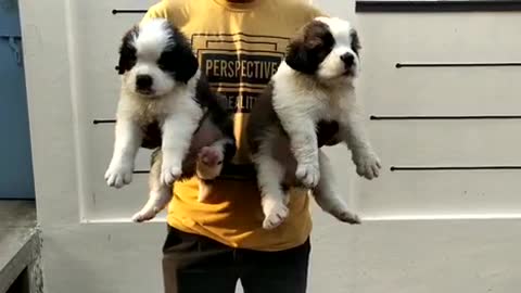 Cute Saint Bernard puppies