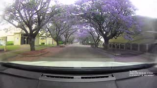 Jacaranda Alley