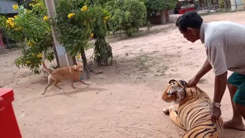 funny Fake Tiger Prank Dog