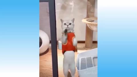 Awesome funny cats and dogs videos