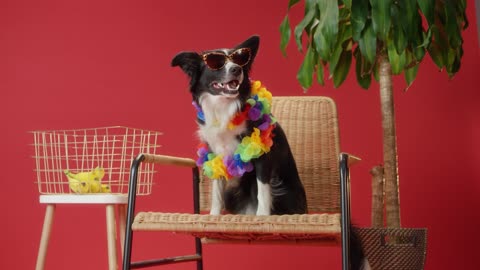 This dog is sitting on a chair and has a rose around its neck