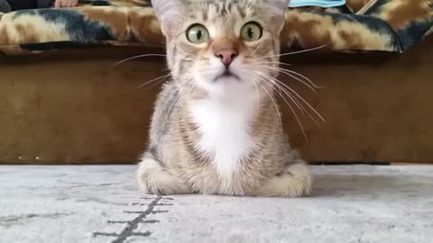 Kitten watches horror movie, then flips out when the scary part comes on