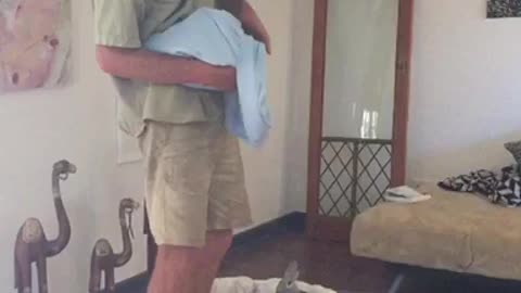 Two Adorable Baby Kangaroos Have Pouch Practice