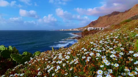 Beautiful Flowers on Ocean Coast