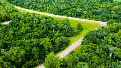 Beautiful green forest