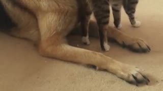 German Shepherd frightened by 2 week old kitten