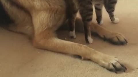 German Shepherd frightened by 2 week old kitten