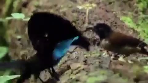 Top Amazing Dance Birds Video 🦜🐦🦜🐦🦜