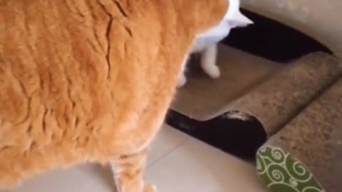 FunnyCatsToday，Funny Fat Cat You Might Never See Before, part12