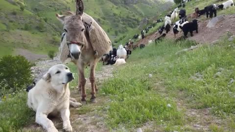 When Donkeys And Dogs Become Friends - Dog Videos