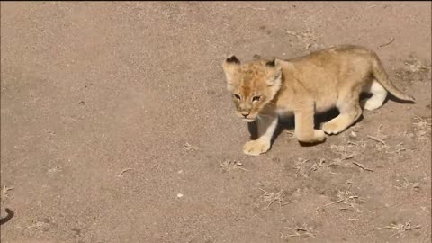 Cute baby lions chatting with their mom