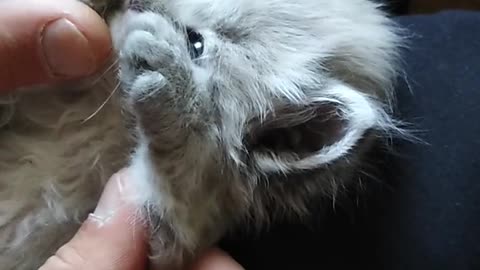 Kitten Lying on a Person Lap