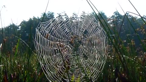 Spider Web