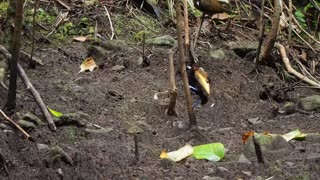 Magnificent Bird-of-Paradise