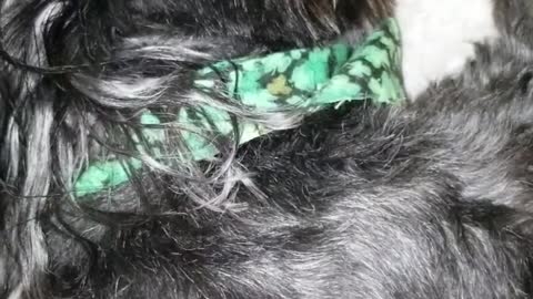 Black dog green handkerchief sleeps on bed