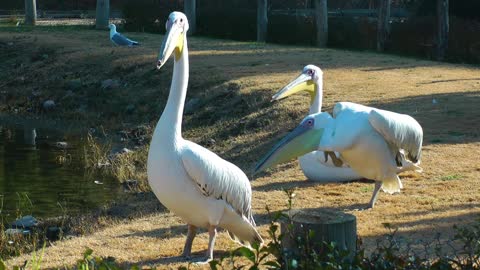 Beautiful Animal Bird Pelicans In Nature Near The Water