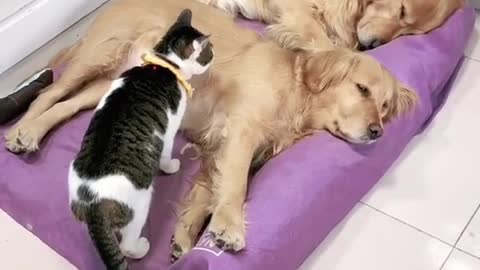 Witness the strongest friendship between two dogs and a cat❤