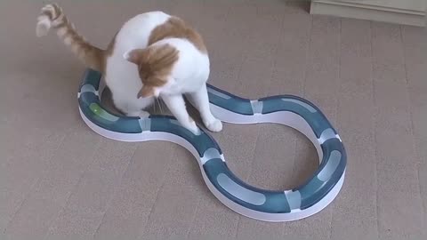 Cat Playing With Catit Design Senses Super Roller Circuit