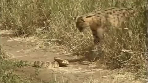 A fight between a cheetah and a poisonous snake