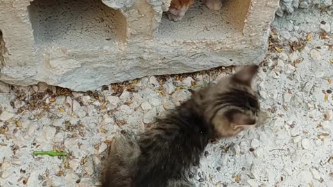 Two Kittens Playing Near A Hollow Block