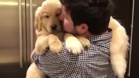 Wholesome Happy moment with a Golden Retriever