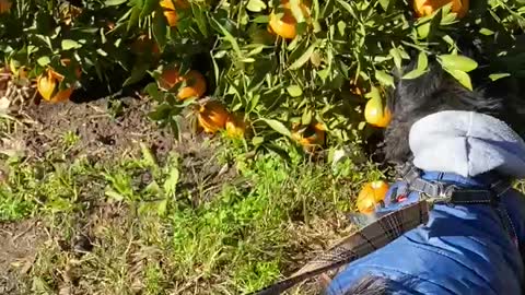 Dog picking mandarin with human , see what happened at the end