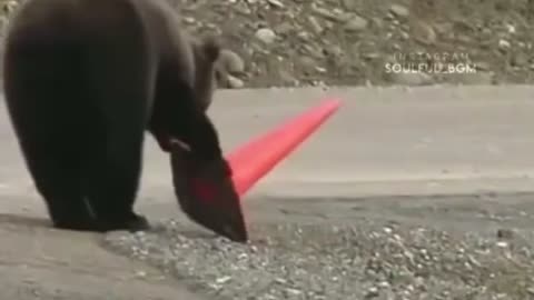 Bear helping human