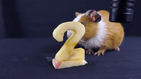 Guinea Pig Eating ASMR Apple @2 - Animal ASMR