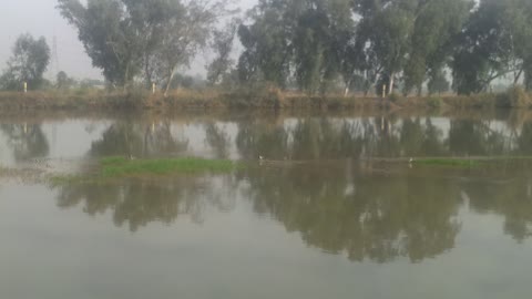 Birds catch fish in the canal and very beautiful view of village