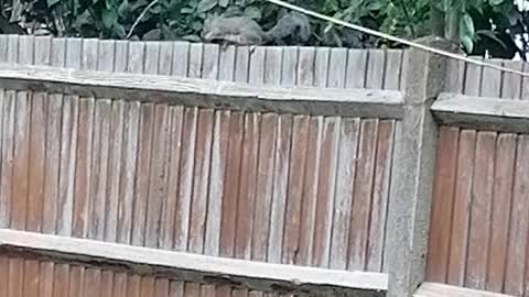 Squirrel Vistor