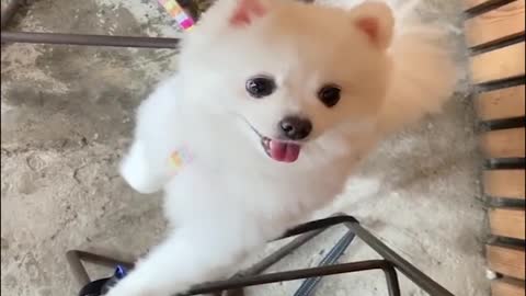 Mini Pomerania Videos divertidos y lindos de Pomerania