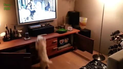 Funny Dogs Watching TV