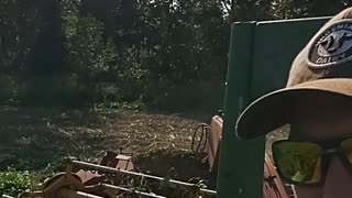 Cutting forage peas