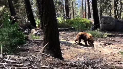 Bear - High Sierra Trail