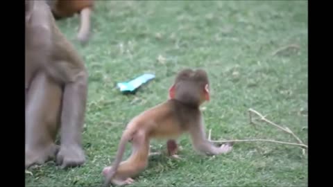 Monkey See Monkey Do! (Baby - Cutest Compilation