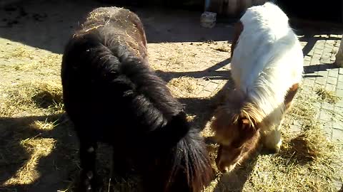 Two sweet pony's