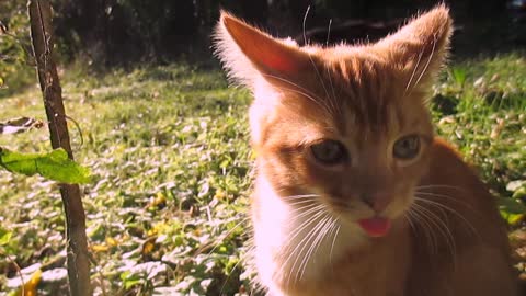 Adorable kitten gives 12 second raspberry