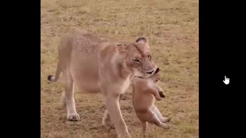 Little Lion Cubs Are Relocated!