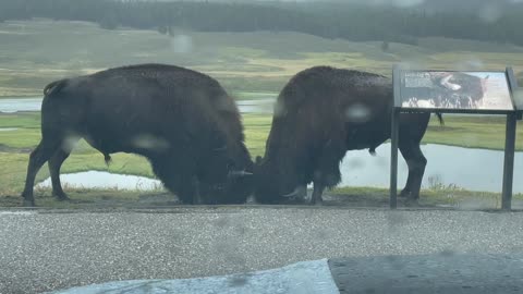 Watching Bison Rut From Car