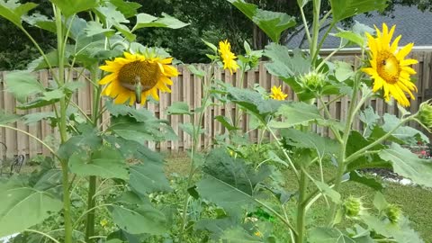 Hummingbird visits sunflowers