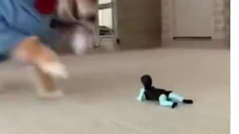 Cute little puppy is so funny playing with the toy