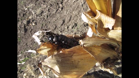 Nutty and Earthy Flavor Black Corn Emily Garden Sept 2022