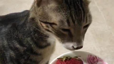 Kitten can’t eat strawberry