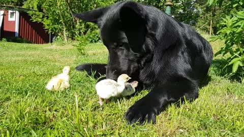 German Shepherd lovingly welcomes newborn batch of chicks