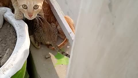 mother cat feeding her kittens
