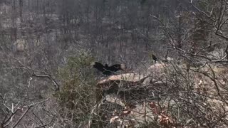 Turkey vultures at sleeping giant