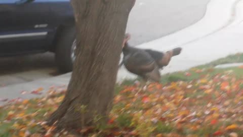 Tom Turkey in Yard